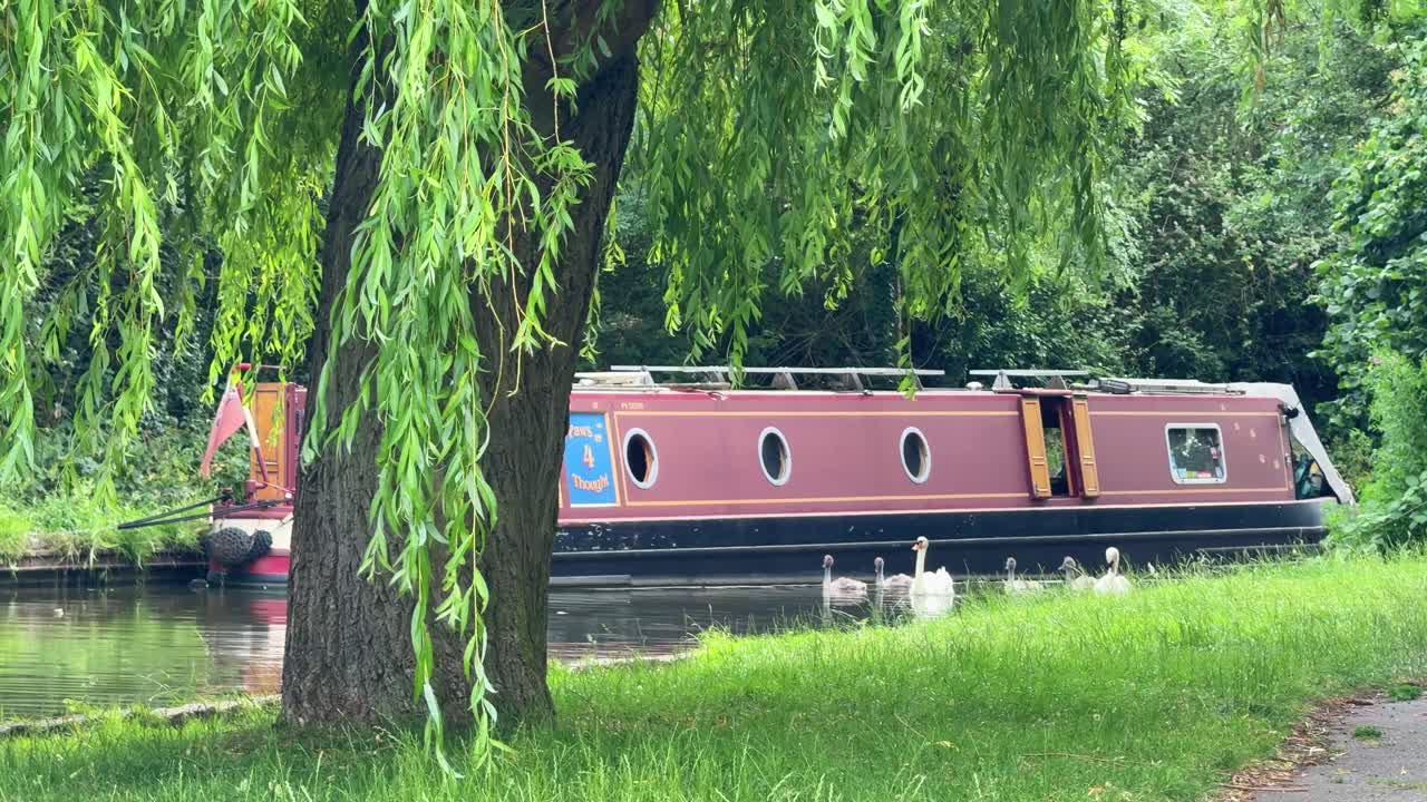 Canal boat narrowboats water swans birds with young cygnet United Kingdom
