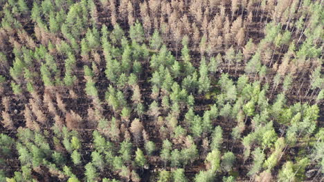 drone shot of partly burnt coniferous forest and ground