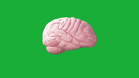 el cerebro se vuelve realista. clave de croma + loopable