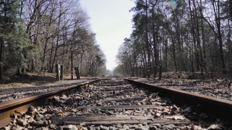 train tracks through a forest