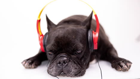 dj french bulldog with headphones and turntables