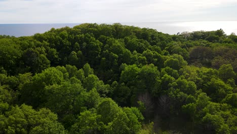 Mirada-Aérea-A-Los-Verdes-Exuberantes-De-Varias-Plantas-Nativas-De-Michigan