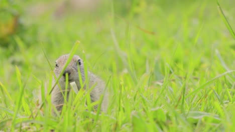 mountain caucasian ground squirrel or elbrus ground squirrel (spermophilus musicus) is a rodent of the genus of ground squirrels.