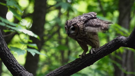 owl on a branch in a forest