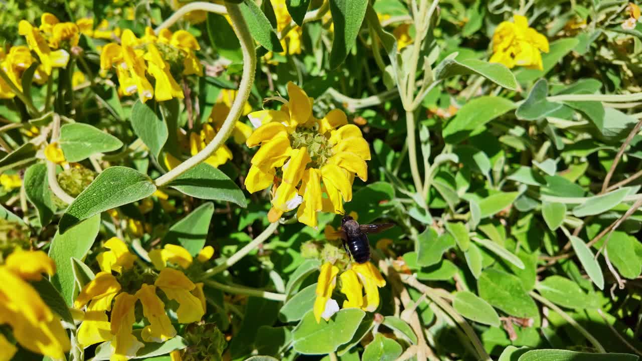 Macro shot of carpenter bee hovering in place before a yellow Jerusalem sage flower, then flying away - France