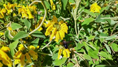 macro shot of carpenter bee hovering in place before a yellow jerusalem sage flower, then flying away - france