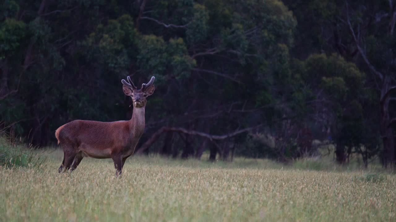 ciervos salvajes caminando por los campos de hierba de una granja rural victoriana en el país australiano