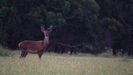 wild deer walking across the grass fields of victorian rural farm in country australia