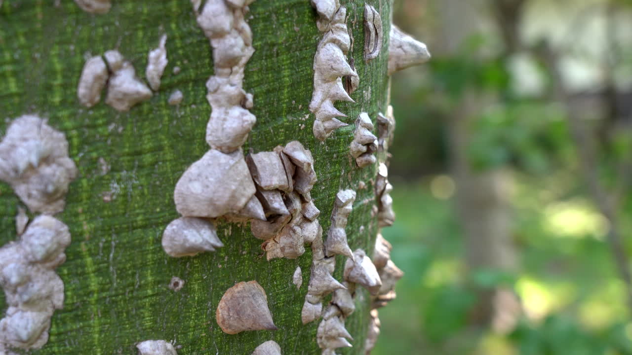 una vista de cerca de las espinas en el tronco de un árbol de hilo de seda en tailandia