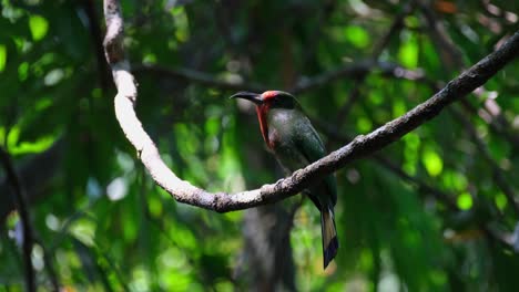 Perched-on-a-huge-vine-in-the-forest-as-it-looks-around-during-a-windy-afternoon,-Silver-breasted-Broadbill,-Serilophus-lunatus,-Kaeng-Krachan-National-Park,-Thailand