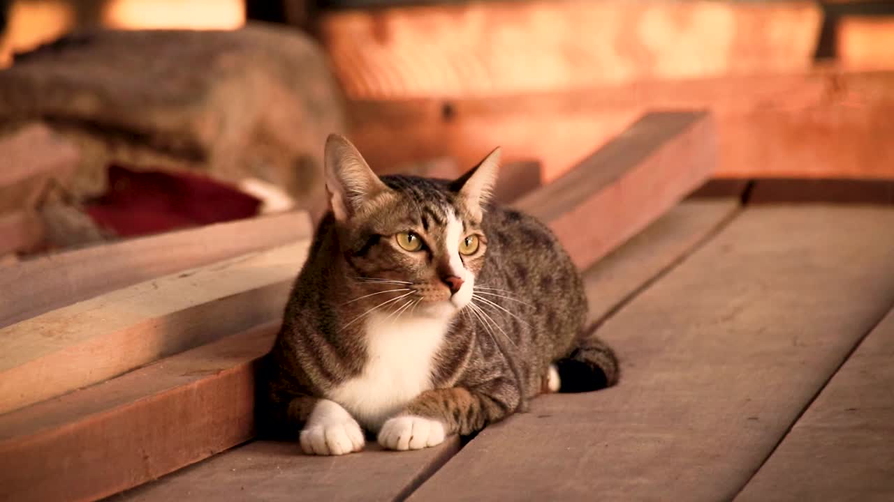 Cute tabby cat anxiously looking around for his playmate