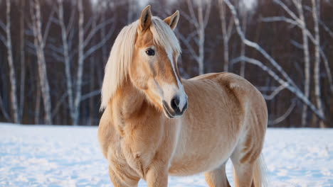 a beautiful horse standing in a snowy winter landscape