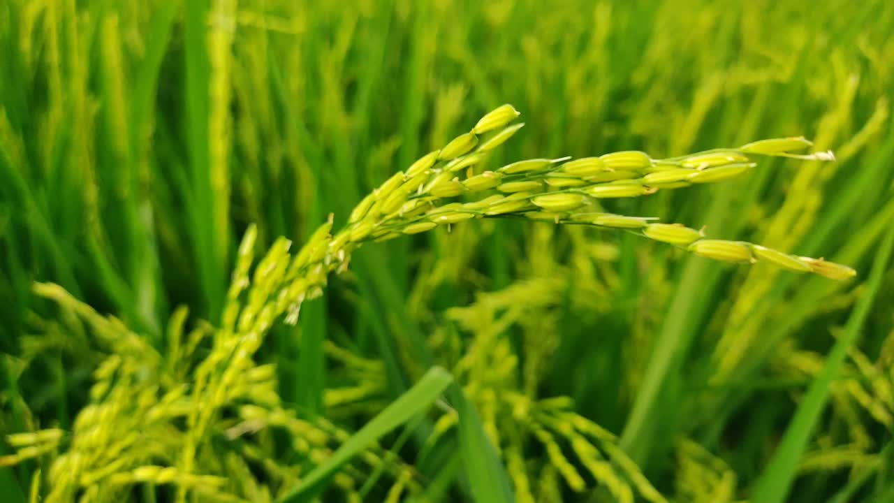 녹색과 비옥한 의 아름다움, 수확할 준비가 된