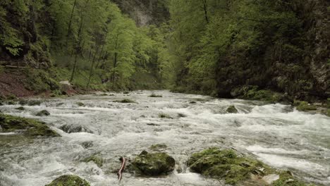 fast-flowing mountain river in a lush forest