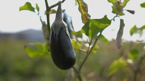 close-up of an eggplant on the vine as a person reaches in and picks it