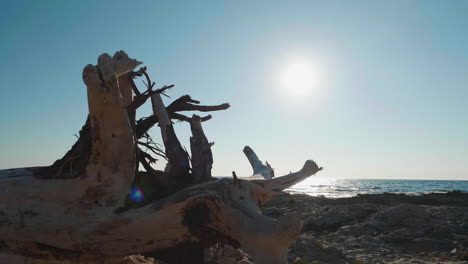 restos de árboles varados en la costa adriática