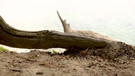 Vista-En-Cámara-Lenta-De-La-Playa-Desde-Clif