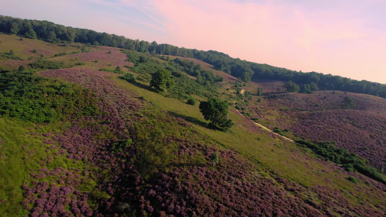 Nationaal Park de Veluwe bloeiende heide, FPV-drone overvlucht