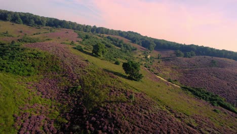 veluwe national park blooming heather, fpv drone view flyover