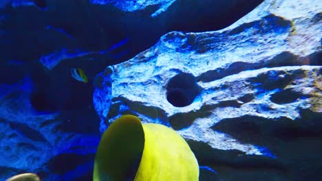 large green moray eel in an aquarium with several species