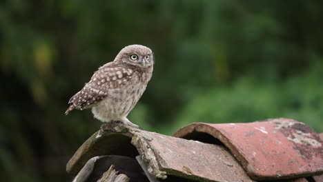 Juvenile-little-owl-sits-atop-owl-house-looking-around