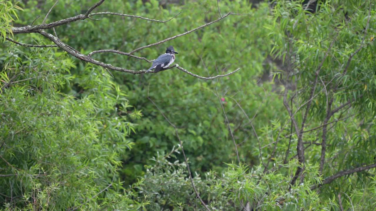 A belted kingfisher perched on a branch above a shallow lake