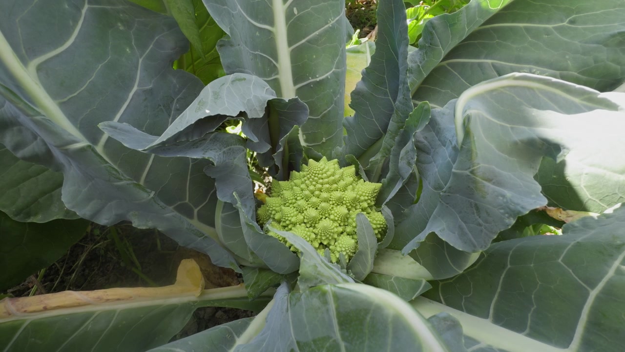 Un'inquadratura media statica di una pianta di broccolo romanesco che cresce in un campo agricolo a Lier, vicino a Drammen, Norvegia, mostrando grandi foglie esterne verdi e la testa centrale frattale.