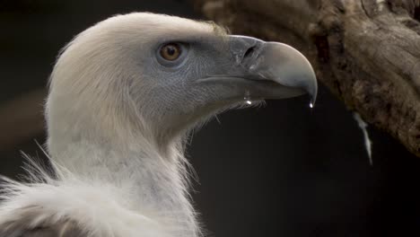 isolated close-up profile view of a vulture looking around