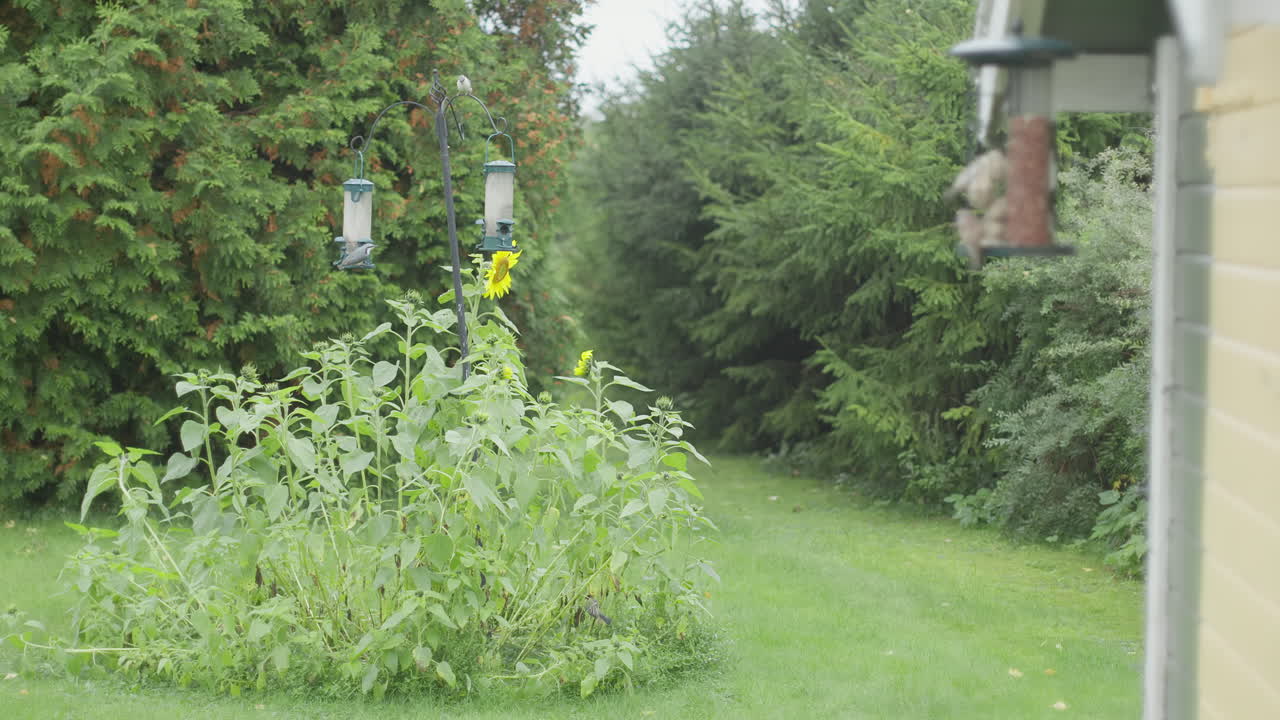 Multiple bird feeders near tall sunflowers in a green backyard bordered by dense conifer trees.