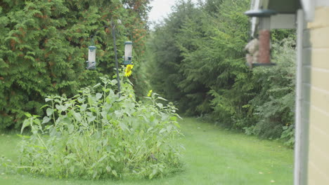 multiple bird feeders near tall sunflowers in a green backyard bordered by dense conifer trees.