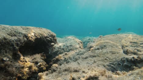 攝影機在地中海海底的珊瑚礁上移動