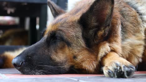 german shepherd dog laying calmly on the floor in a house close to sleeping