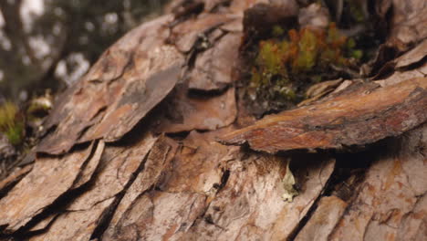 bosque y vegetación, árbol de cerca
