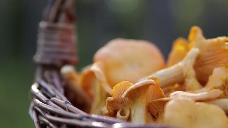 Close-up-of-a-basket-filled-with-chanterelle-mushrooms-in-a-Swedish-forest-1