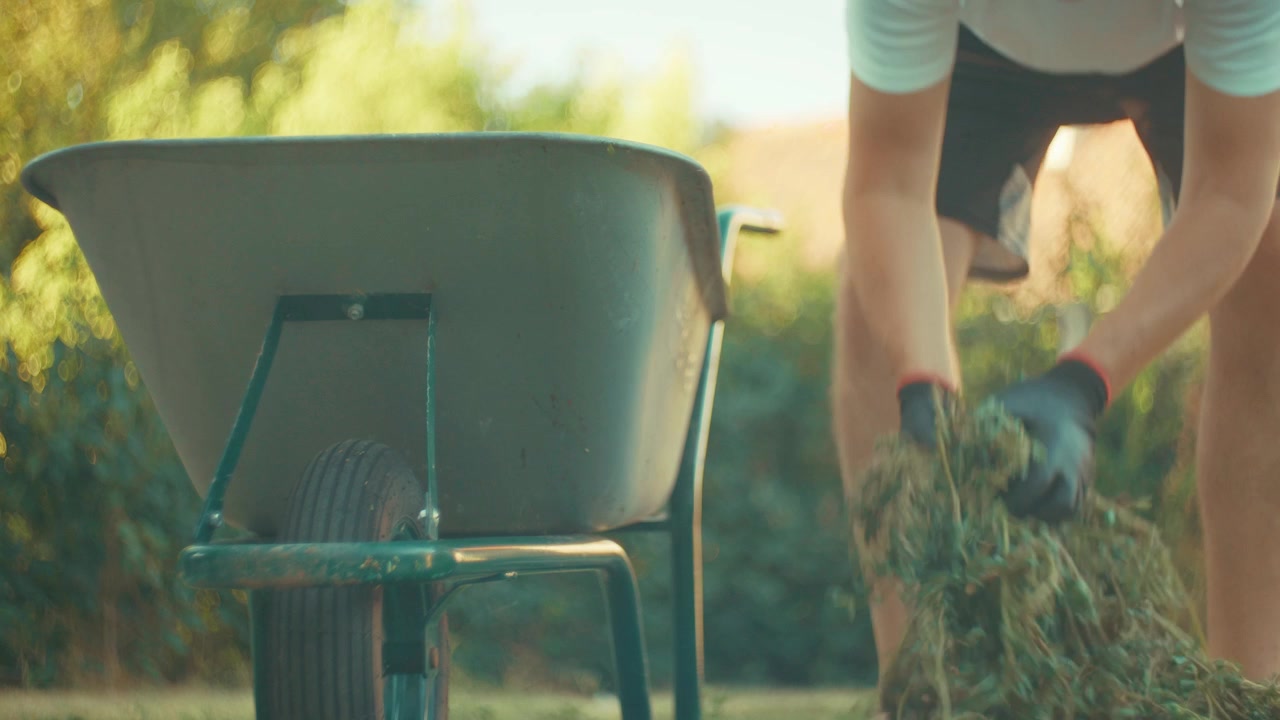 A nostalgic video shot of a man wearing gloves gathering cut grass from the yard and loading it into a wheelbarrow on a sunny summer evening, illuminated by warm golden sunset light.