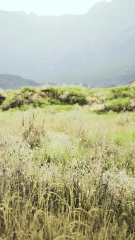 a grassy field with mountains in the background