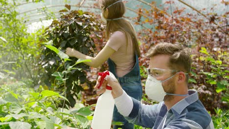 Male-and-female-professional-gardeners-spraying-fertilizer-on-plants