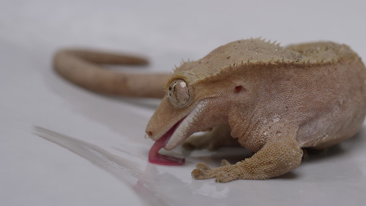 Crested gecko licking water off white ground - close up on tongue
