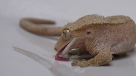 crested gecko licking water off white ground - close up on tongue