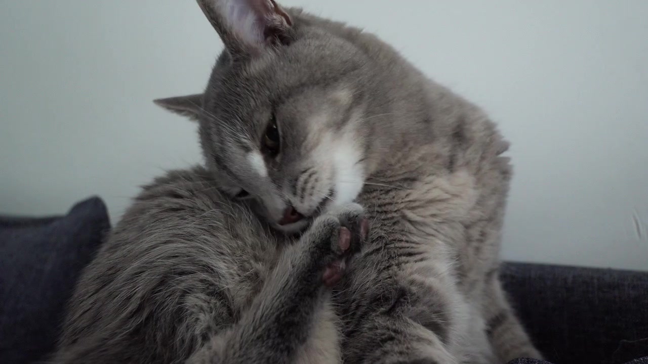 Vista ravvicinata di un gatto grigio che si toeletta in una casa.