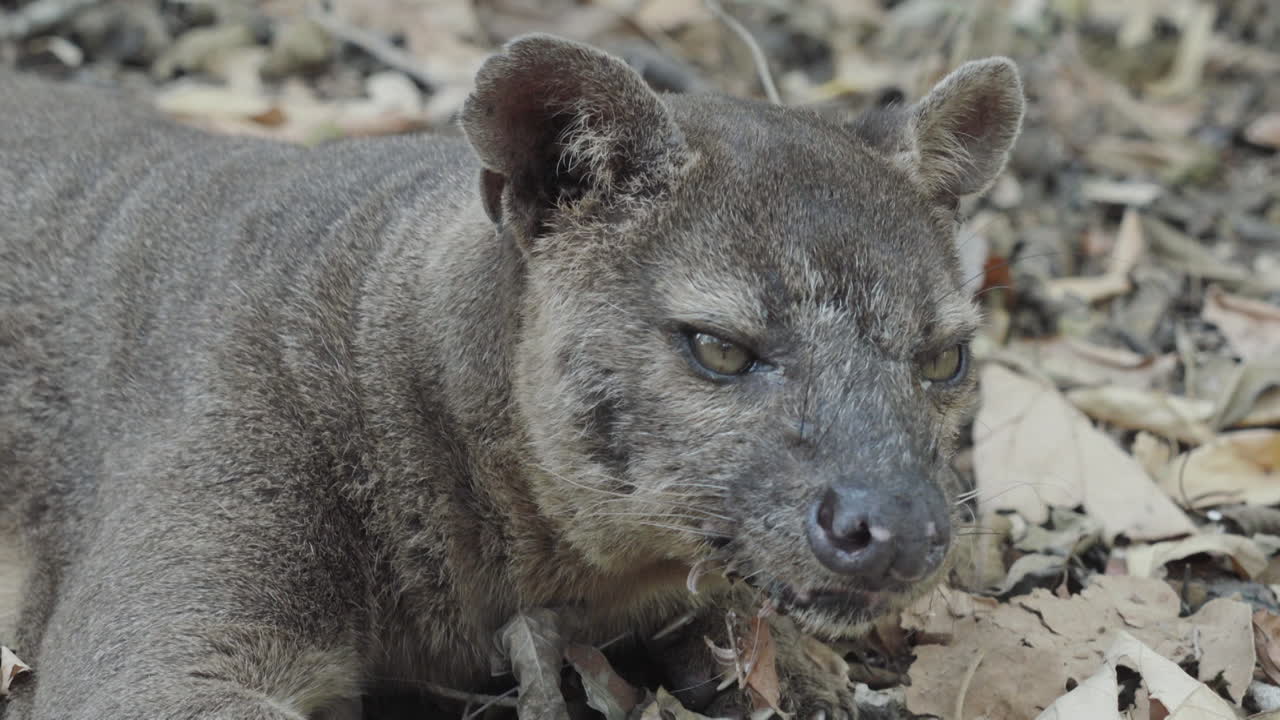 건조한 숲 바닥에 있는 포사 주변을 주의 깊게 관찰하고, 앞 신체 부분을 보여주는 중간에서 클로즈업 샷