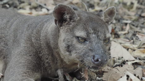 fossa-on-dry-forest-floor-watching-attentively-surroundings,-medium-to-close-up-shot-showing-front-body-parts