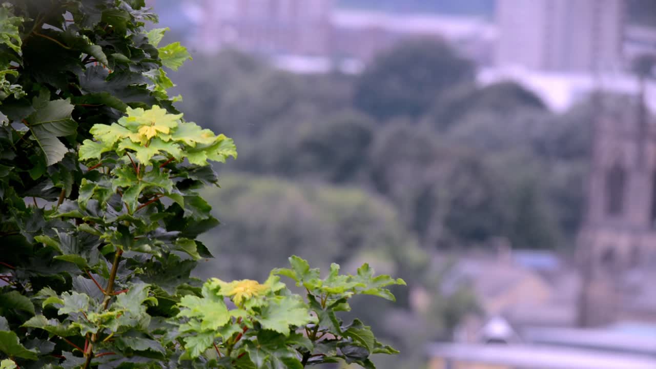 바람에 날리는 나무의 클로즈업