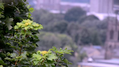 cerca de un árbol que sopla en el viento