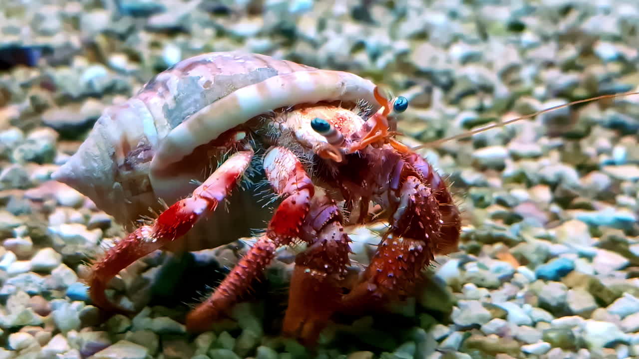 Black Eyed Hermit crab (Pagurus armatus) walking at the bottom of a aquarium