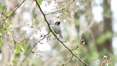 在日本的 saitama, 坐落在開花的樹枝上,