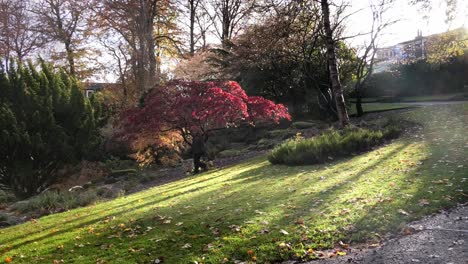 Lady-walks-past-a-crimson-acer-in-Johnston-Gardens-Aberdeen