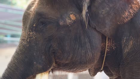un primer plano de un elefante