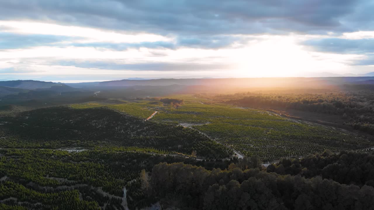 drone aéreo volando sobre un bosque de plantación verde