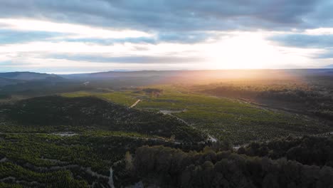 aerial drone flying over a green plantation forest